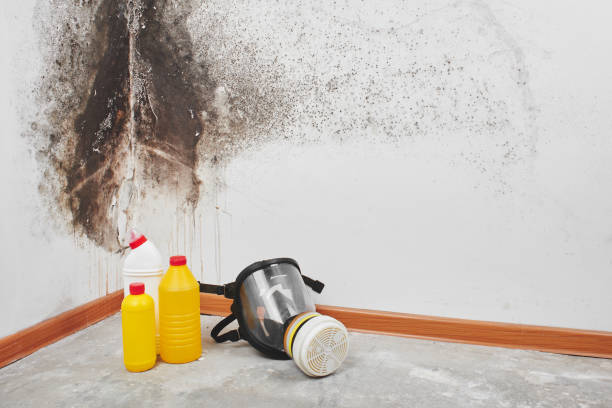 Best Mold Remediation  in Webberville, MI