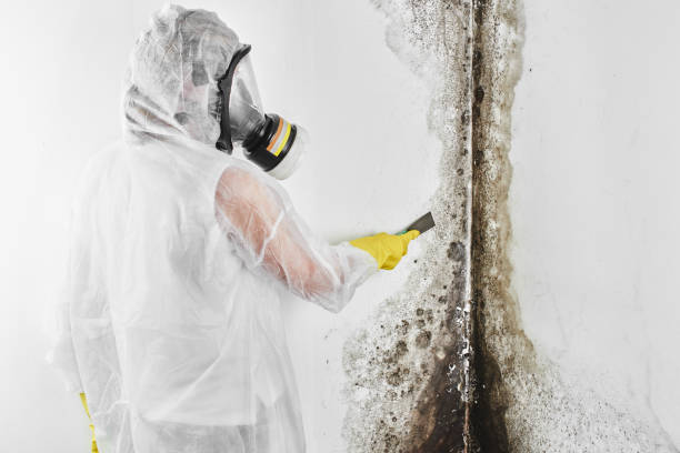 Best Local Mold Removal Service  in Webberville, MI