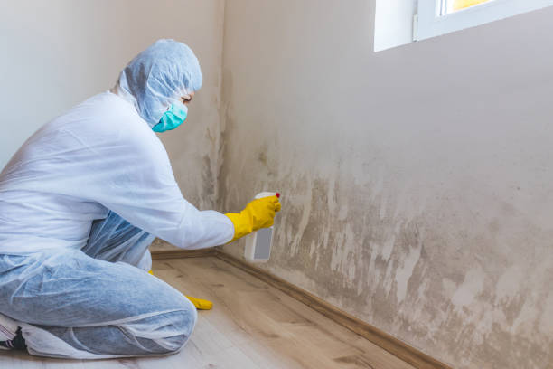 Best Toxic Mold Removal  in Webberville, MI