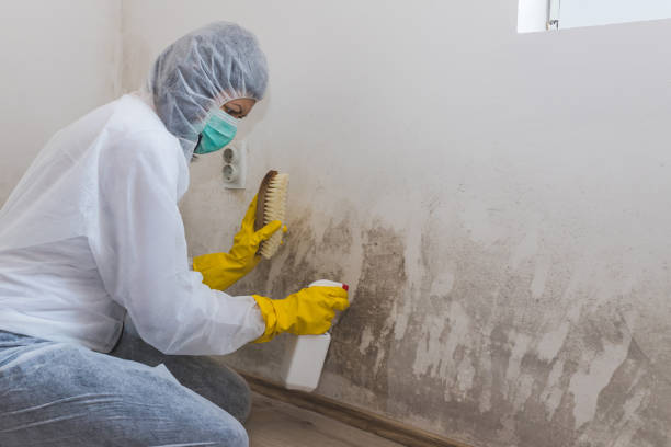 Best Fast Mold Removal  in Webberville, MI