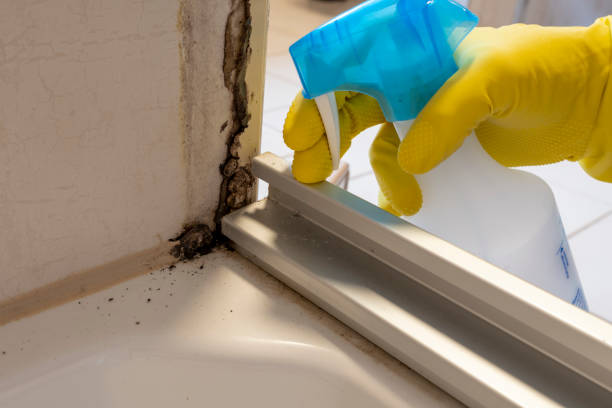 Best Mold Cleaning Services  in Webberville, MI