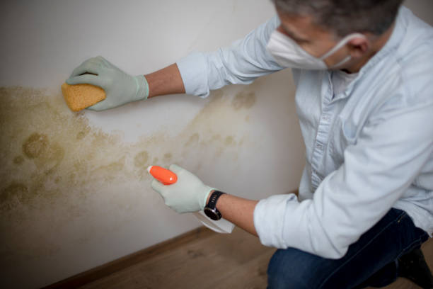 Best Professional Mold Removal  in Webberville, MI