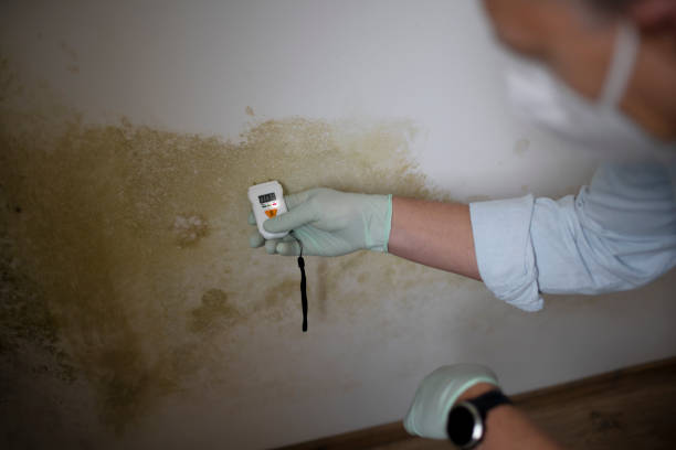 Best Professional Mold Removal  in Webberville, MI