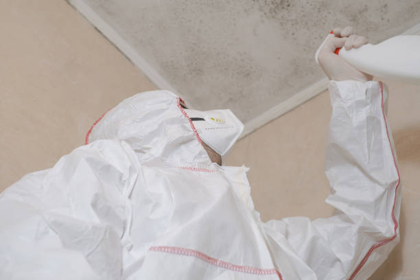 Best Mold Remediation  in Webberville, MI