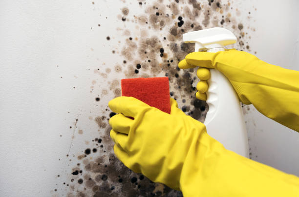 Best Mold Remediation  in Webberville, MI