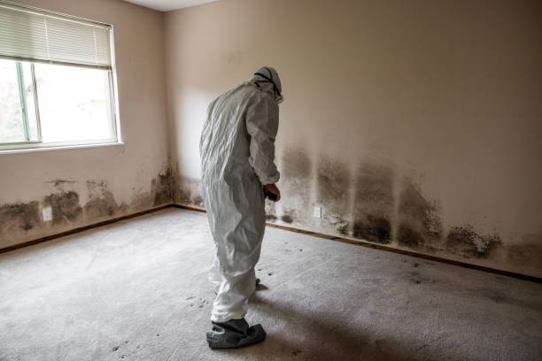 Best Toxic Mold Removal  in Webberville, MI