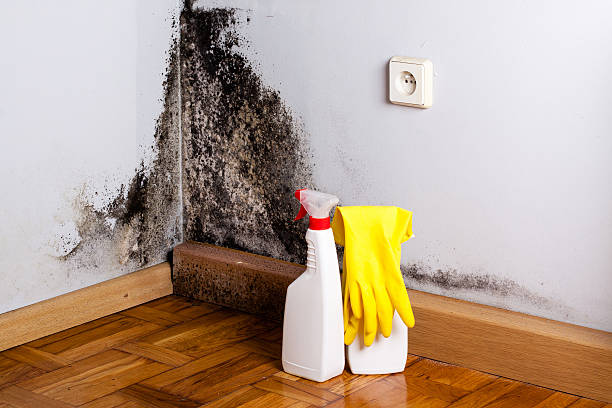 Best Commercial Mold Removal  in Webberville, MI