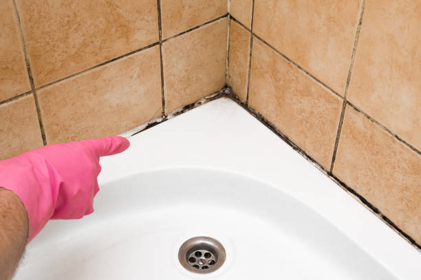 Best Best Mold Removal Companies  in Webberville, MI